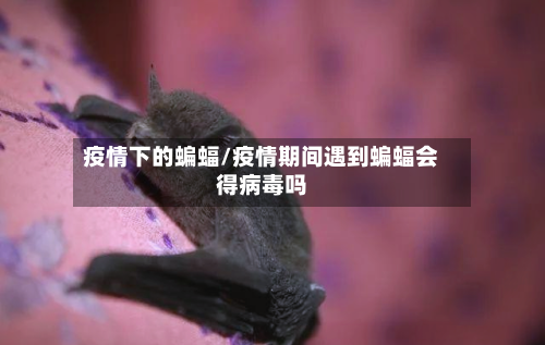 疫情下的蝙蝠/疫情期间遇到蝙蝠会得病毒吗-第3张图片